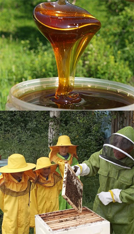 Мёд и экскурсия по Пчелиной усадьбе